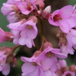 Pink Bergenia bloom