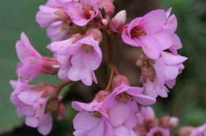 Pink Bergenia bloom