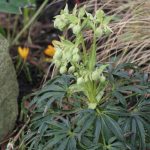 Christmas Rose Hellebore STILL NOT BLOOMING!