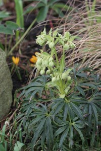 Christmas Rose Hellebore STILL NOT BLOOMING!