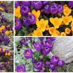 Crocuses