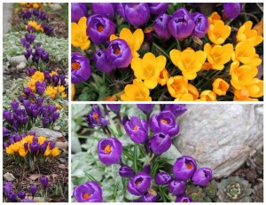 Crocuses
