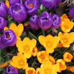 It's hard to get a photo of the crocuses WITHOUT a bee.