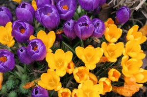 It's hard to get a photo of the crocuses WITHOUT a bee.