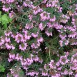 the Heather is still blooming