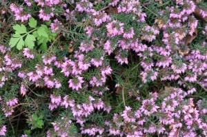 the Heather is still blooming