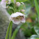 Beautiful white Hellebore