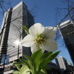 Hellebore in the City