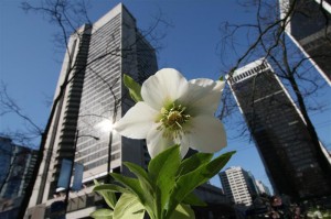 Hellebore in the City
