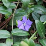 Periwinkle blooms are a bit beat up