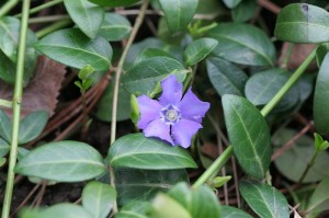 Periwinkle blooms are a bit beat up