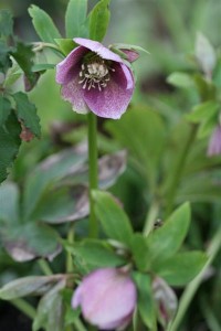 Dark pink Hellebore
