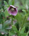 Dark pink Hellebore