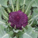 Purple Cape Cauliflower
