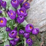 Purple Crocus and Sedum