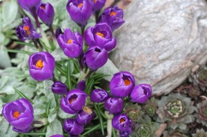 Purple Crocus and Sedum