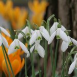 Snowdrops