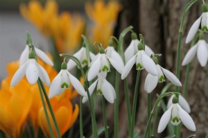 Snowdrops