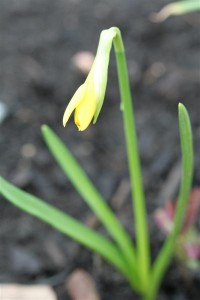 The first Narcissus