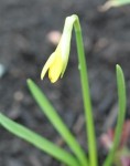 The first Narcissus