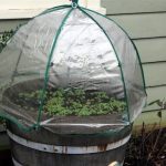 Umbrella Greenhouse Radishes