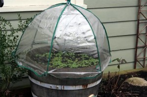 Umbrella Greenhouse Radishes