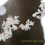 White Forsythia