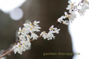 White Forsythia
