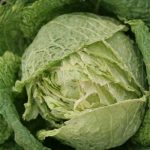 Winterfurst Savoy Cabbage mid February