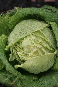 Winterfurst Savoy Cabbage mid February