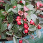 Wintergreen
