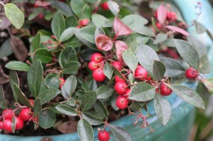 Wintergreen