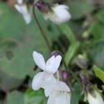 Teeny white Viola
