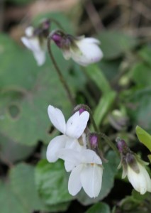 Teeny white Viola