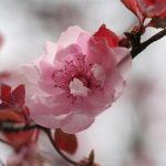 Asian Plum Blossom