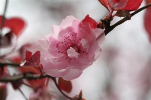 Asian Plum Blossom