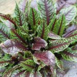 Blood-veined Sorrel Rumex