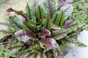 Blood-veined Sorrel Rumex