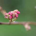 Blueberry buds