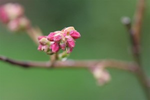 Blueberry buds