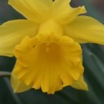 Daffodil