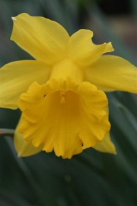 Daffodil