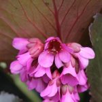 Dark Pink Bergenia