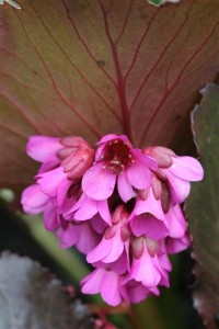 Dark Pink Bergenia