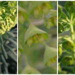 Euphorbia characias ssp. wulfenii or Wood Spurge