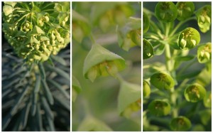 Euphorbia characias ssp. wulfenii or Wood Spurge