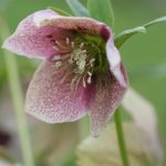 Hellebore
