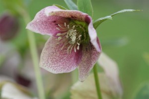 Hellebore