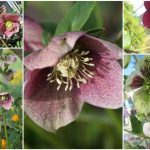 Hellebores3 (Large)