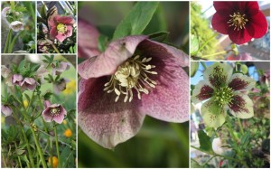 Hellebores3 (Large)